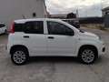 Fiat New Panda VAN 900CC NATURAL POWER 2 POSTI POP - 2020 Wit - thumbnail 2
