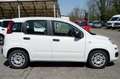 Fiat Panda 1.0 FireFly Hybrid Easy Wit - thumbnail 4