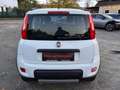 Fiat Panda Wild 4x4 Allrad Klima 1 Besitz Getriebeschaden Weiß - thumbnail 6