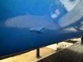Chevrolet Chevelle SS396 Tribute Blau - thumbnail 49