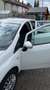 Fiat Punto Punto 1.2 8V Classic Weiß - thumbnail 3
