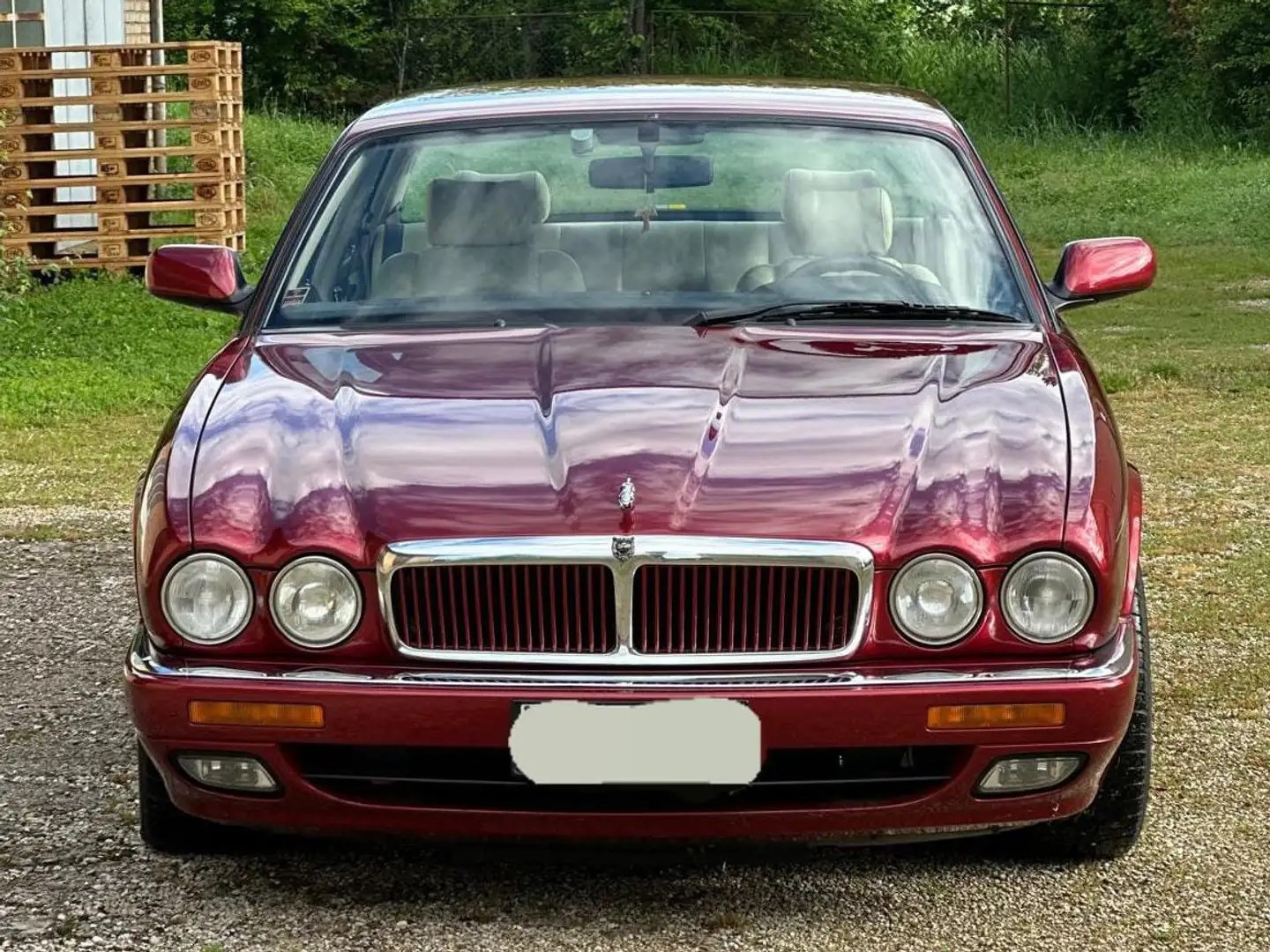 Jaguar Maro - 2