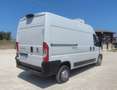 Fiat ducato frigo ATP rinnovata PREZZO FINITO Bianco - thumbnail 5