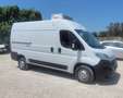 Fiat ducato frigo ATP rinnovata PREZZO FINITO Bianco - thumbnail 4