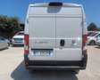 Fiat ducato frigo ATP rinnovata PREZZO FINITO Bianco - thumbnail 6
