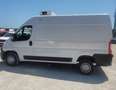 Fiat ducato frigo ATP rinnovata PREZZO FINITO Bianco - thumbnail 8