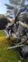 Yamaha XV 535 Virago Nero - thumbnail 3