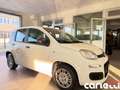 Fiat Panda Panda 1.0 FireFly S&S Hybrid Pop Blanc - thumbnail 1