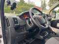 Fiat Kastenwagen Professional Weiß - thumbnail 14