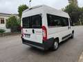 Fiat Ducato 33 2.2 MJT TRASPORTO DISABILI CON PEDANA +IVA Weiß - thumbnail 4