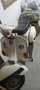 Piaggio PX 150 Vespa p150x del 1979 Wit - thumbnail 4