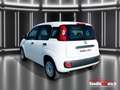 Fiat Panda 1.0 firefly hybrid - OK NEO PATENTATI Bianco - thumbnail 13