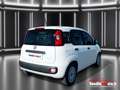 Fiat Panda 1.0 firefly hybrid - OK NEO PATENTATI Bianco - thumbnail 15
