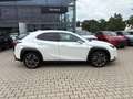 Lexus UX 250h Style Edition LED, Kamera, AppleCarPlay Weiß - thumbnail 16