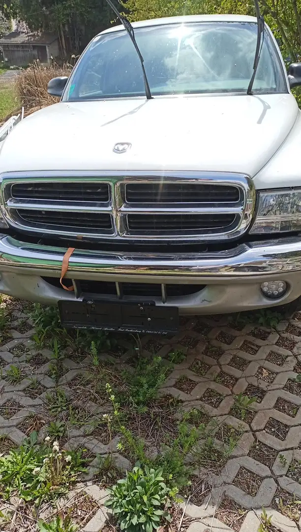 Dodge Dakota Weiß - 1