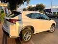 Lexus NX 300 300h Business Navigation 2WD Weiß - thumbnail 8