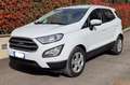 Ford EcoSport EcoSport 1.5 ecoblue Plus s Bianco - thumbnail 2