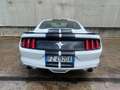 Ford Mustang V6 Bianco - thumbnail 11