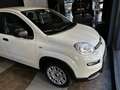 Fiat Panda 1.0 hybrid vari colori - thumbnail 5