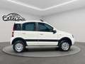 Fiat Panda 1.2 4x4 Climbing Blanc - thumbnail 6