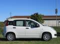 Fiat Panda 1.0 firefly hybrid s&s 70cv 5pti Blanc - thumbnail 5