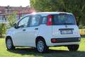 Fiat Panda 1.0 firefly hybrid s&s 70cv 5pti Blanc - thumbnail 4
