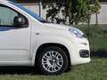 Fiat Panda 1.0 firefly hybrid s&s 70cv 5pti Blanc - thumbnail 6