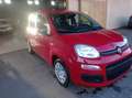 Fiat Panda 1.0 firefly hybrid Icon s&s 70cv 5p.ti Красный - thumbnail 2