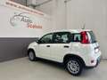 Fiat Panda Panda 1.0 FireFly S&S Hybrid City Life Blanc - thumbnail 5