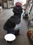 Kymco Xciting 300i Bianco - thumbnail 5