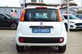 Fiat Panda 1.2 Pop 69 Cv Climatizzatore e Autoradio Blanc - thumbnail 6