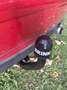 MINI Cooper MINI COOPER Austrian Pepper Austrian Pepper Rot - thumbnail 8