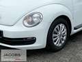 Volkswagen Beetle Cabriolet 1.2 TSI PDC vo. u. hi.,GRA,K Blanc - thumbnail 5