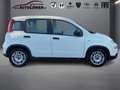Fiat Panda 1.0 Mild Hybrid Base (Euro 6d) Blanc - thumbnail 5