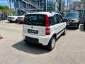 Fiat Panda Panda 1.2 Climbing 4x4 OK NEOPATENTATI - thumbnail 6