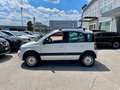 Fiat Panda Panda 1.2 Climbing 4x4 OK NEOPATENTATI - thumbnail 7