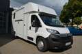 Citroen Jumper BlueHDI165 Pferdetransporter Weiß - thumbnail 1