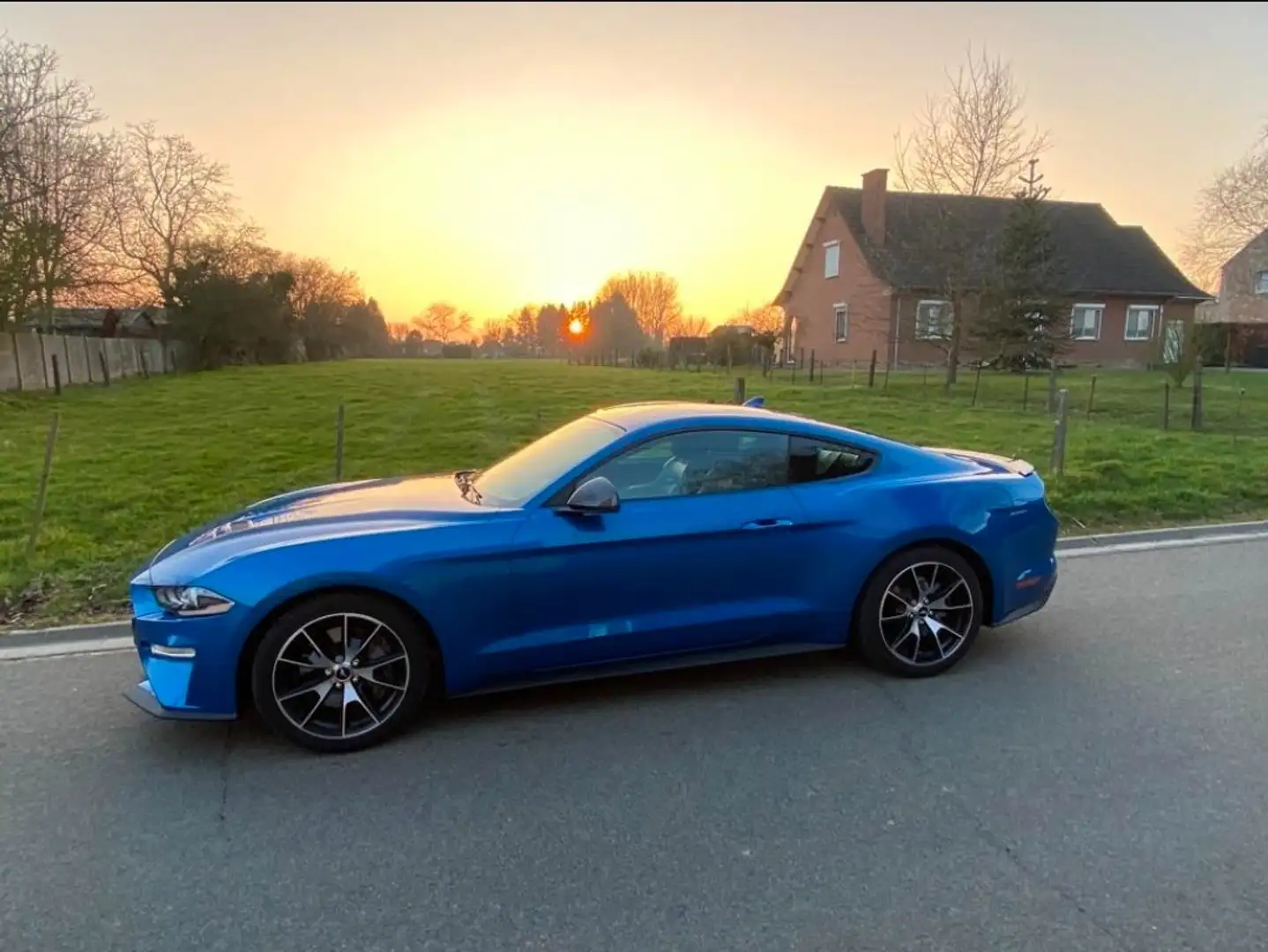 Ford Mustang Mustang 2.3 EcoBoost (EU6.2) Blauw - 1