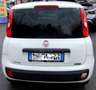 Fiat Panda Panda 1.3 mjt 16v Easy s VAN Bianco - thumbnail 5