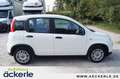 Fiat Panda 1.0 GSE HYBRID Tech-Paket Blanc - thumbnail 7