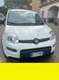 Fiat Panda Fiat Panda 1.0 FireFly S&S Hybrid City Life Bianco - thumbnail 1