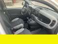 Fiat Panda Fiat Panda 1.0 FireFly S&S Hybrid City Life Bianco - thumbnail 7