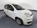 Fiat Panda 1.0 70CV HYBRID Bianco - thumbnail 8