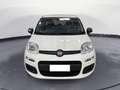 Fiat Panda 1.0 70CV HYBRID Bianco - thumbnail 5