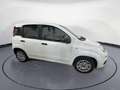 Fiat Panda 1.0 70CV HYBRID Bianco - thumbnail 7
