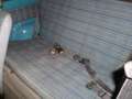 Fiat Panda 141A  '(4x2) Bleu - thumbnail 6