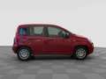 Fiat Panda Pandina 1.0 FireFly 65 CV Hybrid Icon Rot - thumbnail 5