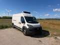 Fiat Ducato L4H2   140. PS   Kühlfahrzeuge Weiß - thumbnail 1