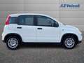 Fiat Panda Panda 1.0 Firefly Hybrid S&S 70cv 5p.Ti Blanc - thumbnail 3