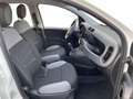 Fiat Panda Panda 1.0 Firefly Hybrid S&S 70cv 5p.Ti Blanc - thumbnail 15